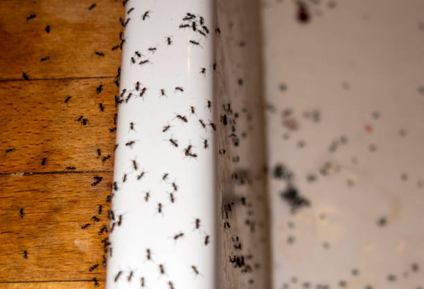 Best Insect Control  in Smithfield, VA